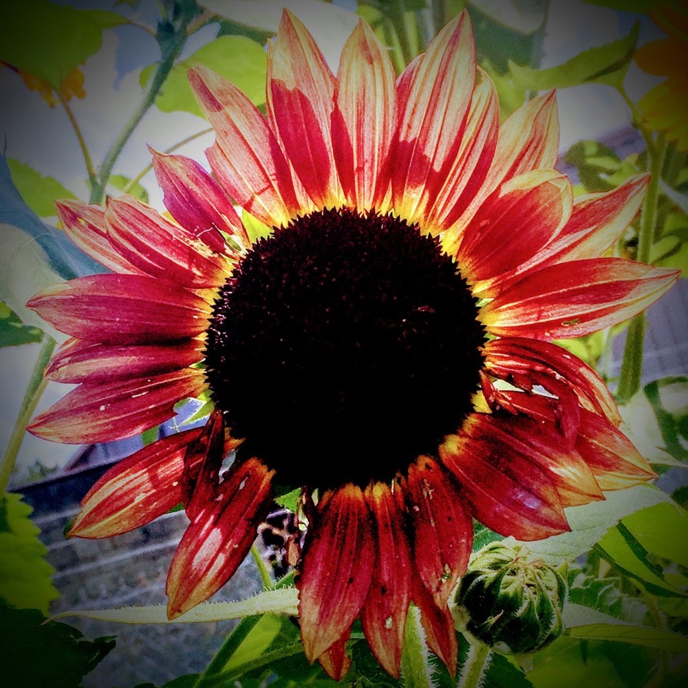 🌺 Love who you are 🌺